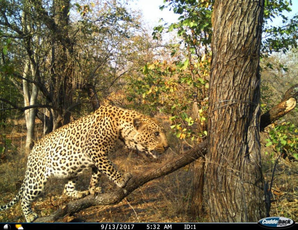 leopard climbing tree limb