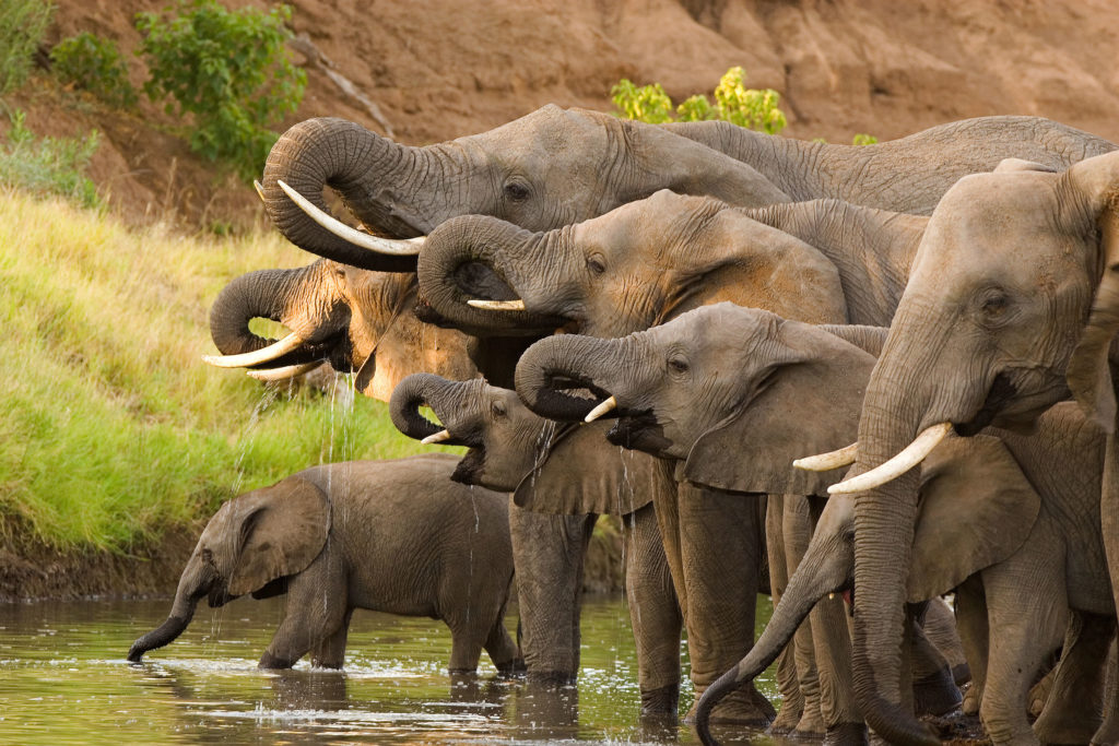group of elephants drinking water