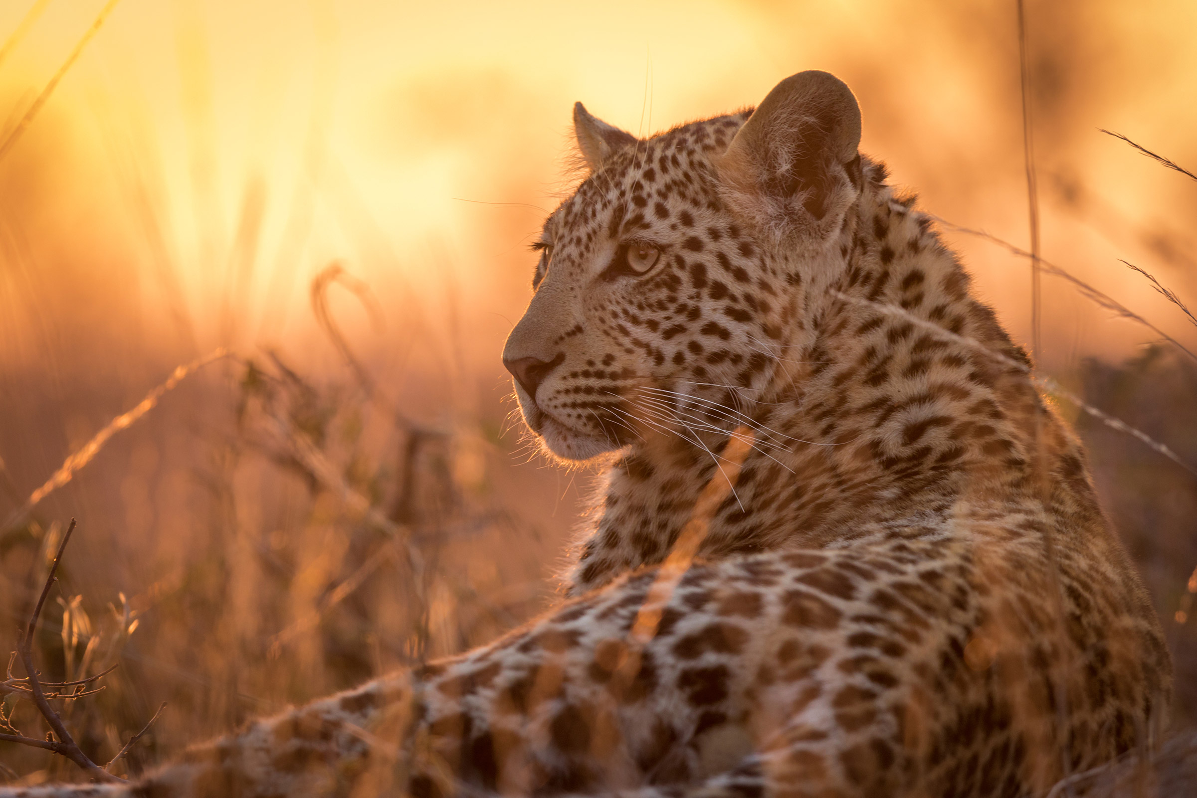 Leopard Sunset